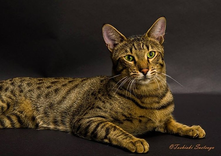CatteryAzureBlue Savannah cat(愛知県のサバンナキャットキャッテリー