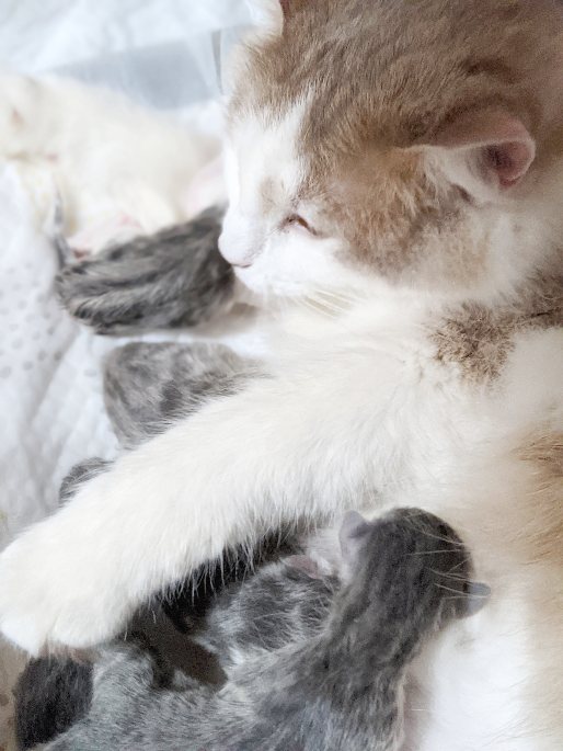 2月28日にうっぴーがブルーアンバーカラーの子猫たちを出産しました。